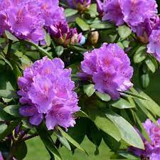 Rhododendron XXL
