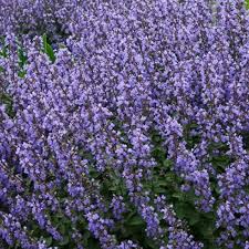 Catmint Nepeta Mussinii Purrsian Blue (2Ltr Pot)