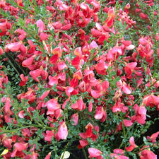 Cytisus Boskoop Ruby - Shrubs - Windyridge Garden Centre
