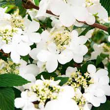 Viburnum Plic. Kilimandjaro - Shrubs - Windyridge Garden Centre