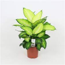 dieffenbachia summer Buy Dieffenbachia Summer Style P17 Online