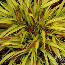 Hakonechloa Macra Sunflare - Herbaceous - Windyridge Garden Centre