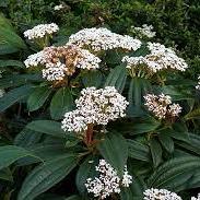 Viburnum Davidii