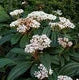 Viburnum Davidii - Shrubs - Windyridge Garden Centre