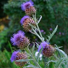 CYNARA cardunculus 4lt