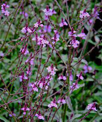 Verbena Bampton - Herbaceous - Windyridge Garden Centre