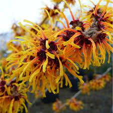 Hamamelis int. Orange Beauty