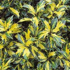 Ilex aquifolium Angust. Aurea Maculata  3 Ltr pot