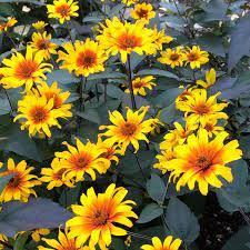 Heliopsis Burning Hearts - Herbaceous - Windyridge Garden Centre