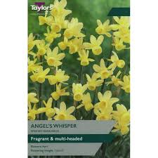 NARCISSUS ANGELS WHISPER 7