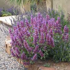 Salvia Giant - Herbaceous - Windyridge Garden Centre
