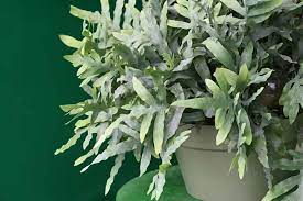 Phlebodium aureum Blue Star hanging pot