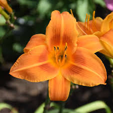 Hemerocallis Rocket City