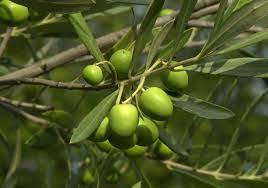 Olive Tree Olea europaea  (19cm Pot on Stem)