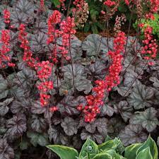 HEUCHERA Hollywood