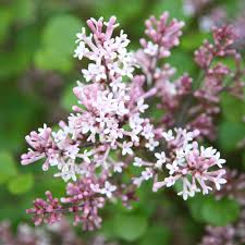 Syringa meyeri Palibin