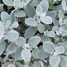 Brachyglottis Walbertons Silver Dormouse - Shrubs - Windyridge Garden Centre
