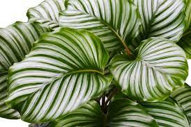 Calathea You & Me mix  P17