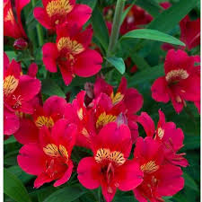 Alstroemeria Sp. Summer Pepper - Herbaceous - Windyridge Garden Centre