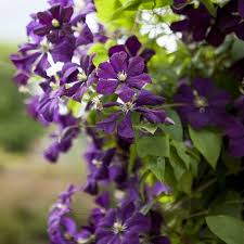 Clematis vit. Etoile Violette