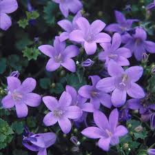 Campanula Muralis Major Looking 30 - Herbaceous - Windyridge Garden Centre