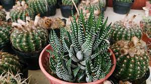 Zebra Cactus Haworthia Fasciata Big Band (11cm Pot)