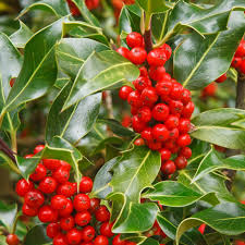 Ilex aquif. J.C. van Tol 80-100 CM