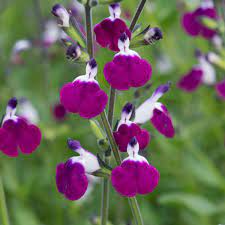 SALVIA greggii Amethyst Lips