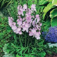 Sidalcea Elsie Heugh - Herbaceous - Windyridge Garden Centre
