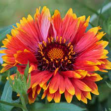 Gaillardia Sunset Flash