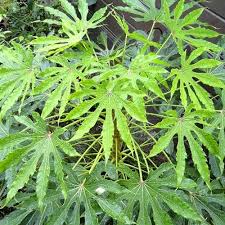Fatsia Polycarpa 'Greenfingers'Â® 4 Ltr Pot - Shrubs - Windyridge Garden Centre