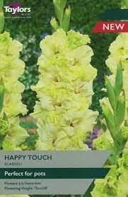 GLADIOLI HAPPY TOUCH 10