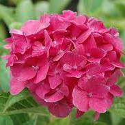Hydrangea Macr. Pink 5 Ltr Pot - Shrubs - Windyridge Garden Centre