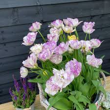 TULIP SHIRLEY DOUBLE 6