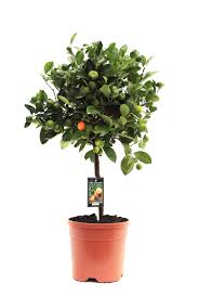 Citrofortunella Mic. Citrus Calamondin On Stem - Indoor Plants - Windyridge Garden Centre