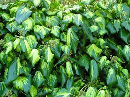 Hedera Paddys Pride - Climbers - Windyridge Garden Centre