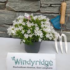 Campanula Ambella Intense White  P12 - Herbaceous - Windyridge Garden Centre