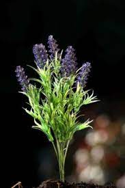 Lavender-Pale Mauve Bunch