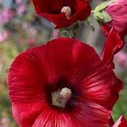 Alcea rosea Red