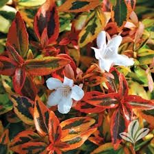 Abelia Grandifl. Kaleidoscope - Shrubs - Windyridge Garden Centre