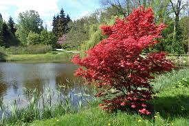 Acer palmatum Bloodgood  80-100 CM C15