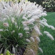 Hameln-Fountain-Grass-(Pennisetum-Alopecuroides-Hameln)-Potted