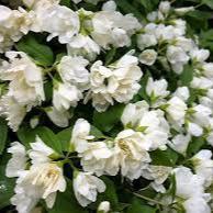 Philadelphus Manteau de Hermine