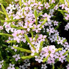 Diosma Sunset Gold - Shrubs - Windyridge Garden Centre