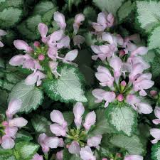 LAMIUM Pink Chablis