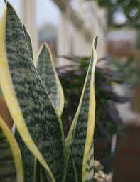 Sansevieria trif. Laurentii  P17