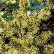 Hamamelis Int. Pallida - Shrubs - Windyridge Garden Centre