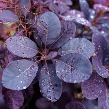 Cotinus Cog. Royal Purple - Shrubs - Windyridge Garden Centre