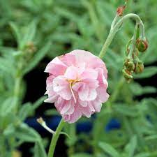 Helianthemum  Pink Angel