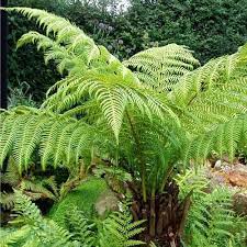 Dicksonia antartica 5L